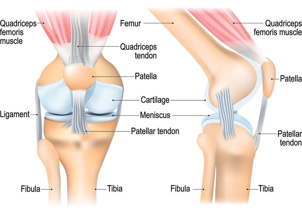 Knee Structure 