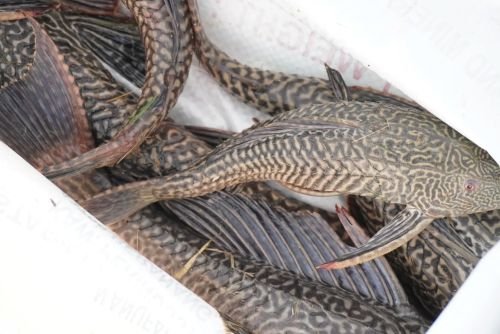 Misi Tangkap Ikan Bandaraya klinik tuah -10