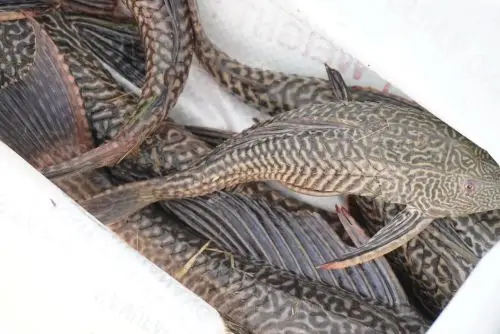 Misi Tangkap Ikan Bandaraya klinik tuah -10