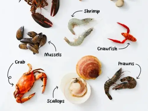 glucosamine for knee pain can be obtained from shellfish