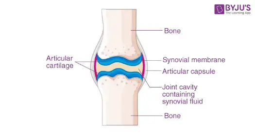 increase concentration of synovial fluid is one of the reason why glucosamine for knee pain