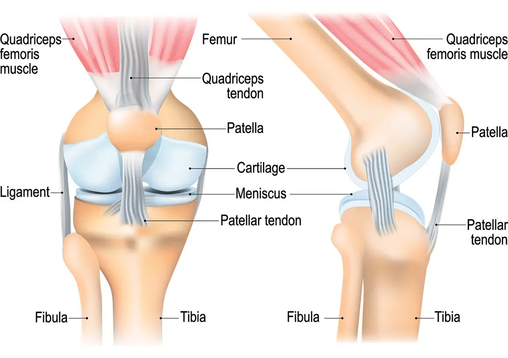 anatomy of the knee in knee pain 101 article
